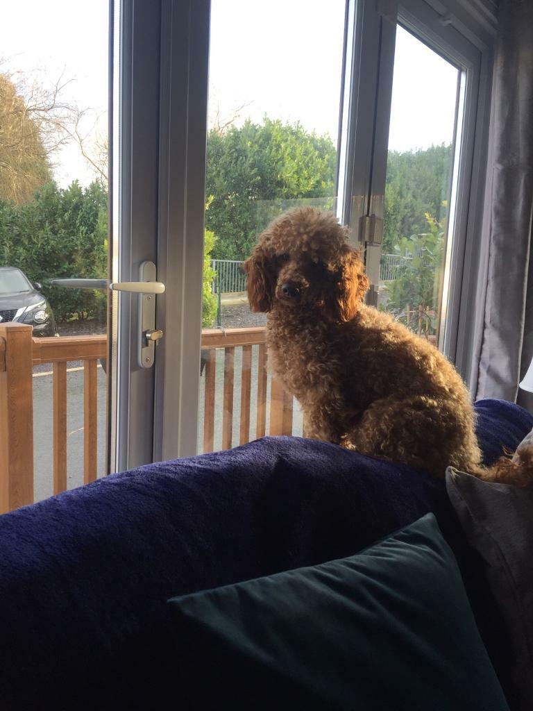 miniature poodle gumtree